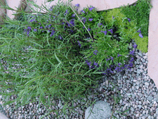 Ground cover.