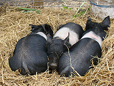 Three little pigs!