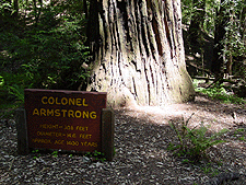 Armstrong Tree sign