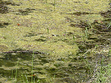 Can you spot the dragonflies?