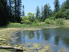 Bullfrog Pond.