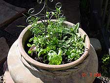 Herb pot