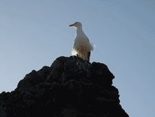 A friendly seagull.