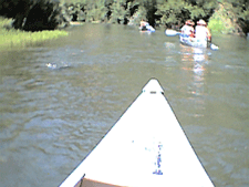 Canoeing down the Russian River.