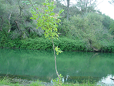 A lone tree along the creek bed.