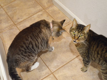 Allie and Lily wondering where the scraps are.