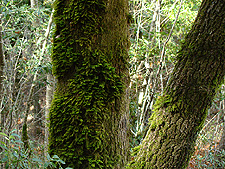 more mossy trees