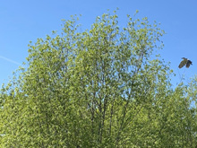 Roseland Creek Trail