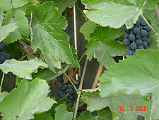 Grapes along the fence.