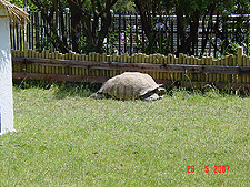 Huge tortoise