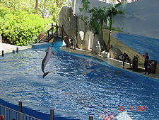 A dolphin jumping