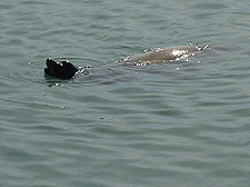 A very big sea lion at Bodega Bay!
