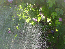 Watering the Morning Glories on a sunny day...