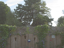 A visitor trying to get a bird's eye view of our yard.