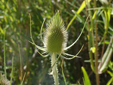 A cool looking thistle