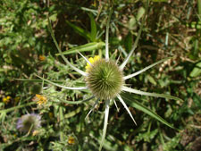 A cool looking thistle