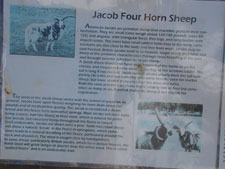 Jacob the Four Horn Sheep info