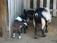 Tennessee Fainting Goats