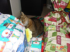 Allie wants to get into the presents.