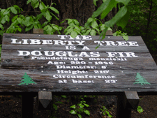 Liberty Tree sign