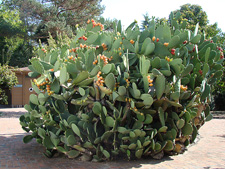 huge cactus