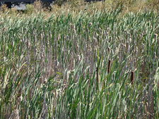 more Cattails