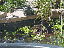 Birds love the pond!