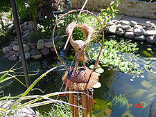 Pond, July 2007