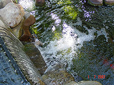 Pond, July 2007