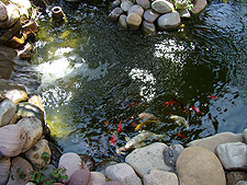 Pond 2010