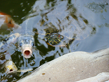 Hungry turtle and fish...