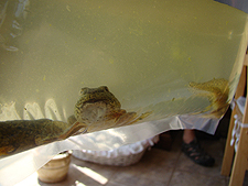 3 new bullfrog tadpoles, July 2010