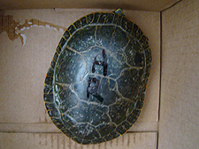new turtle, July 2010