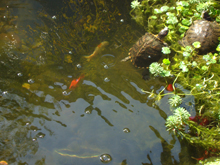Pond, May 2012