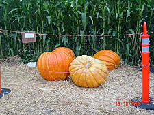 Huge pumpkins