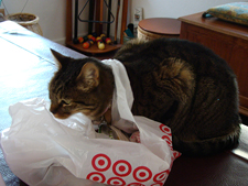 Allie trying to get into a Target bag.