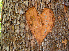 A cool heart carved on a tree