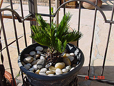 Small Sago palm