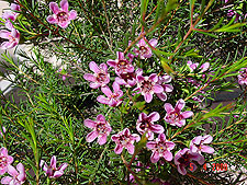 Austrailian Wax Flower