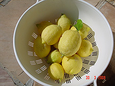 Fresh lemons!