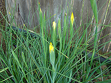 Irises ready to bloom