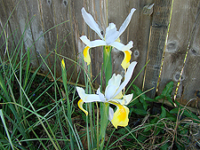 blooming Irises