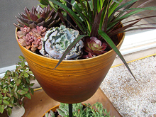 Double-pot plant stand with succulents.