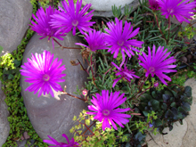 Ice plant by the pond.