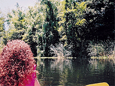 Pretty trees in the lake.