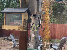 squirrels