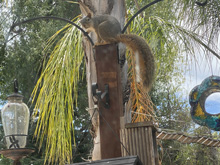 squirrels