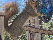 squirrels