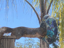 squirrels