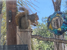 squirrels